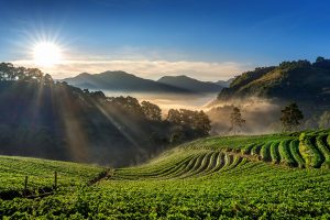 Beautiful strawberry garden and sunrise